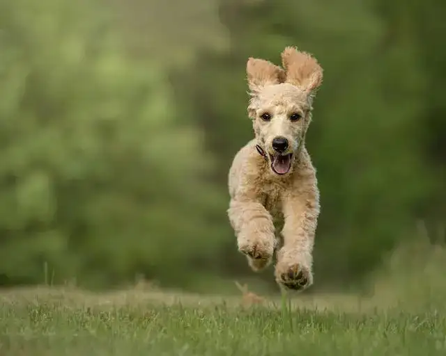 The Complete Guide to a Happy & Healthy Poodle