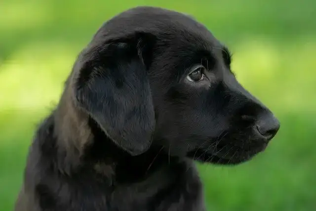 Are Boradors Good Dogs? The Truth About Boradors