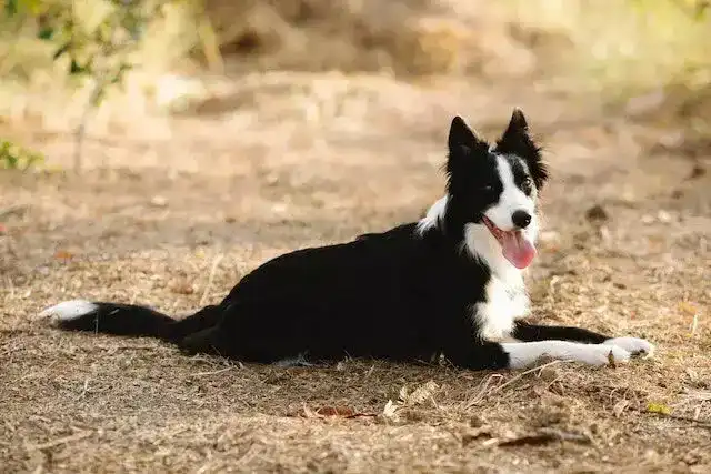 A Border Collie Temperament: Essential Tips for New Owners