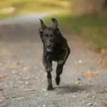 Black Borador running