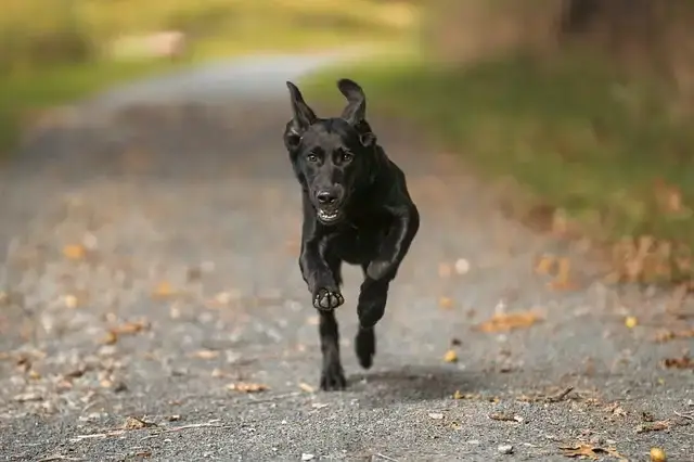 Black Borador running