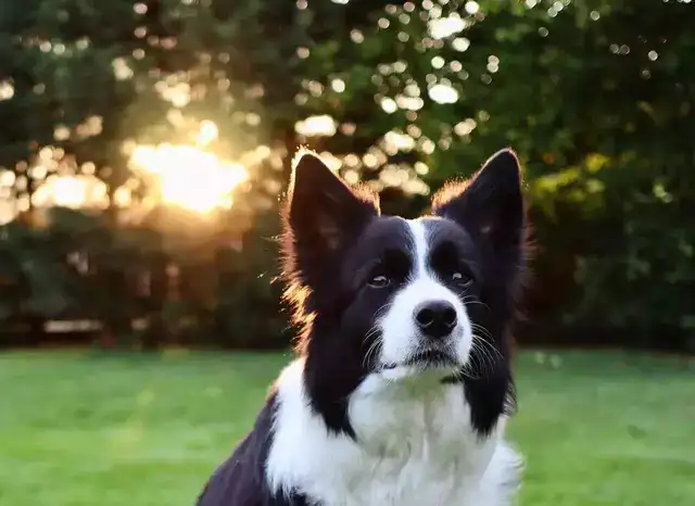 Photo of Black and White Border Collie