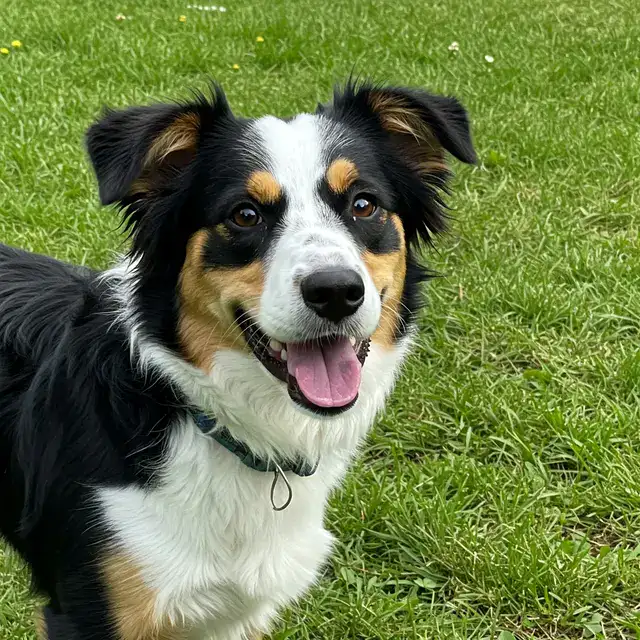 Border Beagle Energetic Dog Mix