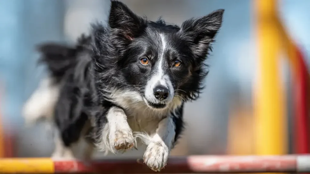 A focused Border Collie with a sleek, agile build, crouched low in a grassy field. Its intense gaze and alert posture showcase its intelligence, herding instincts, and high energy levels