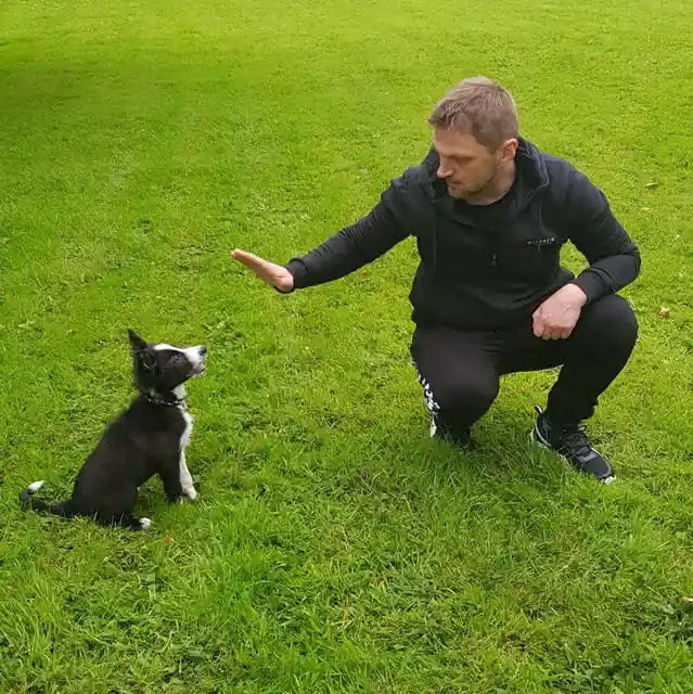 Brave New World: 3 Border Collie Socialization Secrets