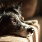 Border Collie resting calmly on a soft bed, illustrating the importance of downtime and 12–14 hours of daily rest for high-energy, intelligent working breeds