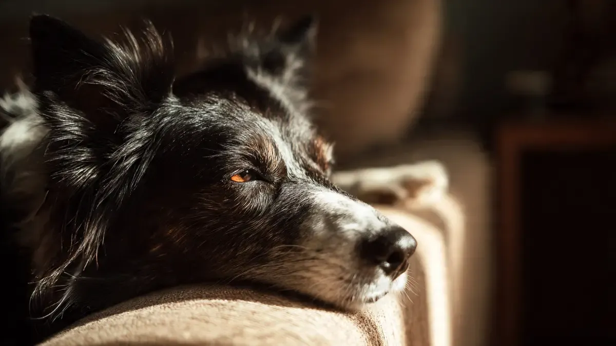 Border Collie Sleep: The Guide for Exhausted Owners