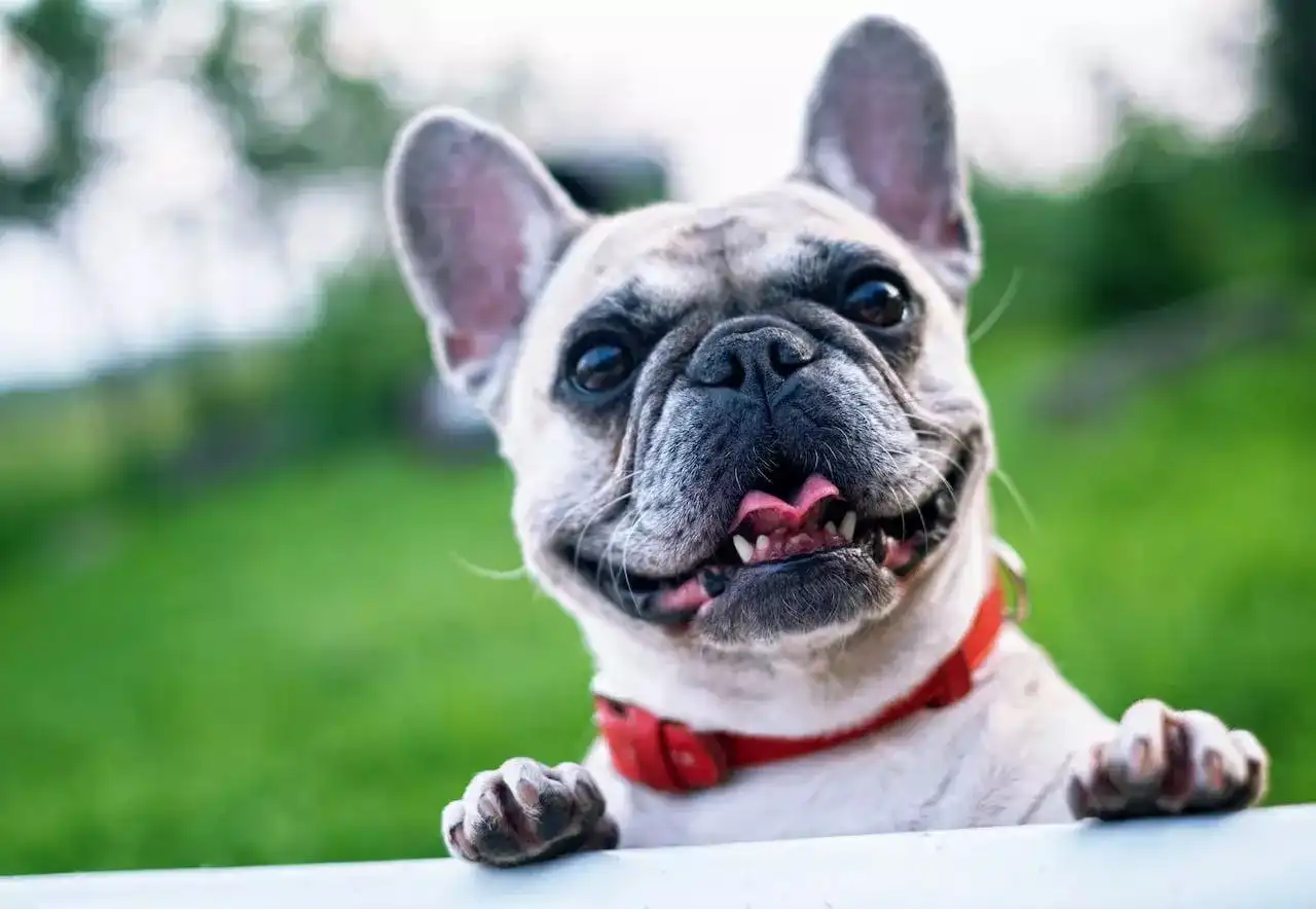 Everything You Need to Know About French Bulldogs