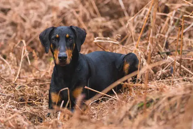 The Doberman’s Needs: Are You Up to the Challenge?