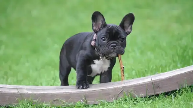 The Frenchie Frenzy: A Complete Guide for Frenchie Owners