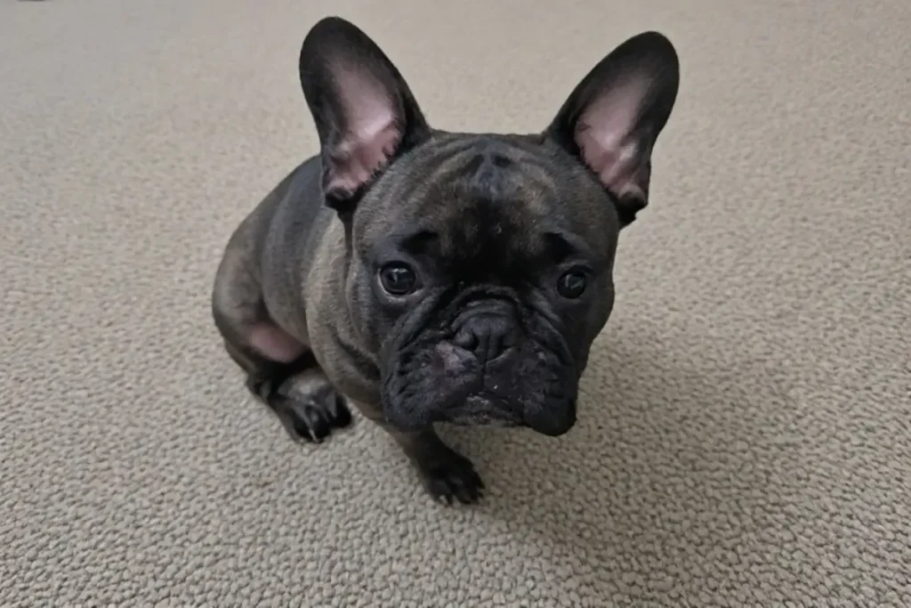 A small black French Bulldog puppy with large upright ears sitting on a beige carpet and looking directly up at the camera with an adorable expression.