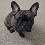 A small black French Bulldog puppy with large upright ears sitting on a beige carpet and looking directly up at the camera with an adorable expression.