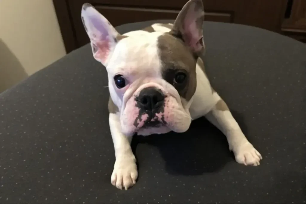 A white and brown French Bulldog puppy lying on a dark surface, looking directly at the camera with big dark eyes and large upright ears.