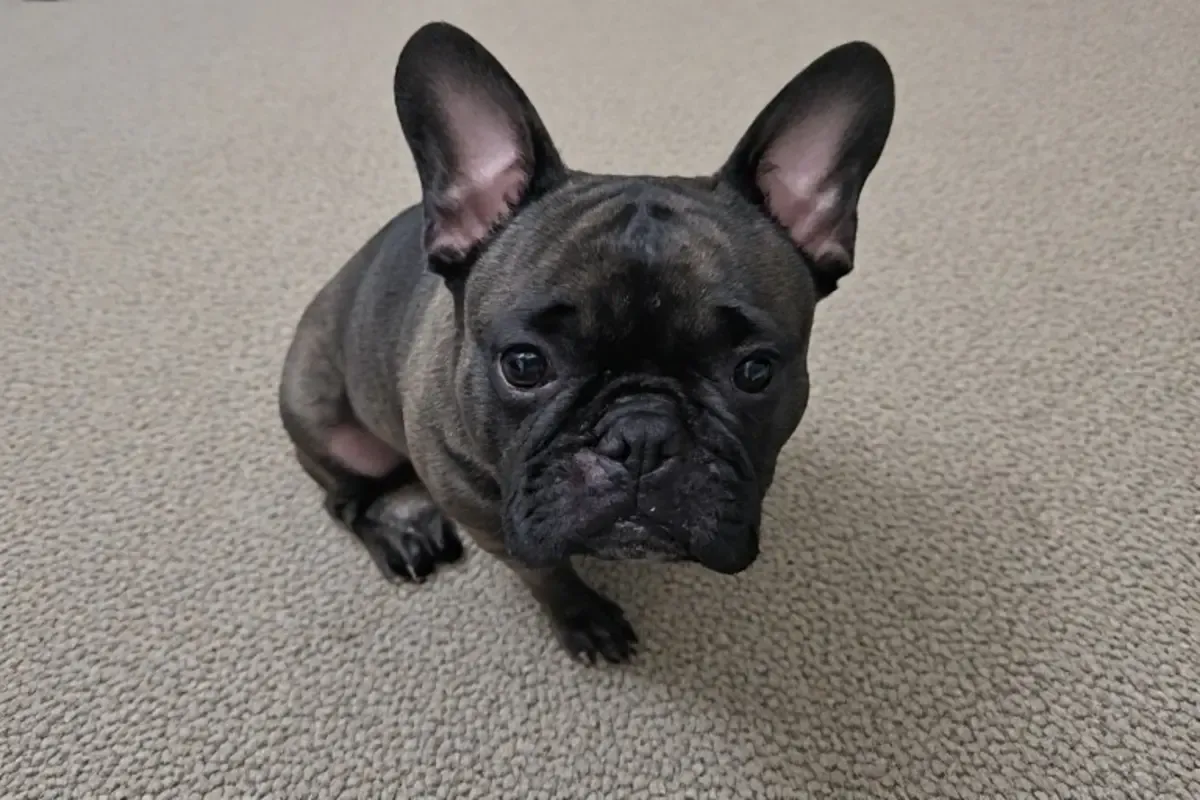 French Bulldogs and Allergies: The Truth Revealed
