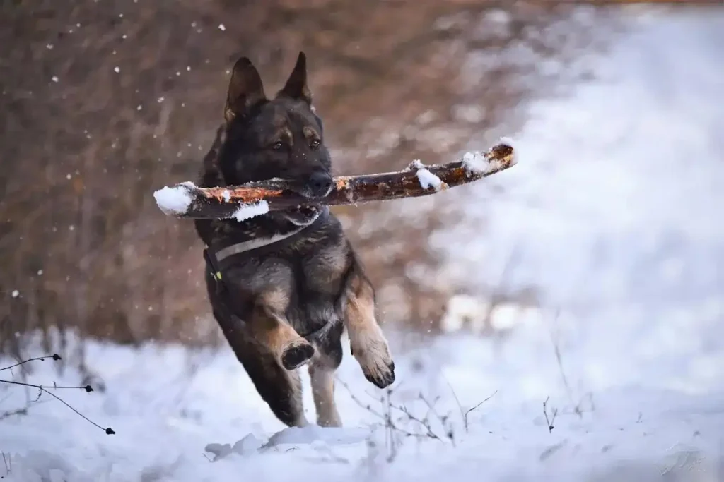 German Shepherds Loyal Companions