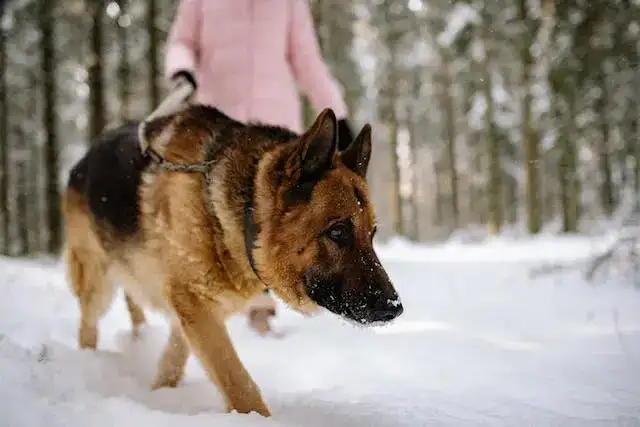 German Shepherd walk in forest