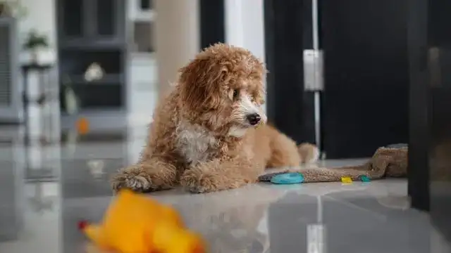 The Shedding Truth: Are Goldendoodles Really Allergy-Free?