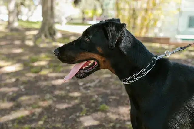 The Truth About Dobermans: Beyond the Stereotypes