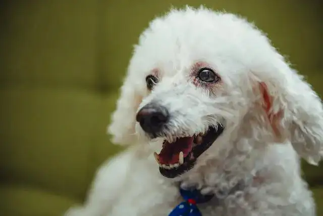 EXPOSED: 7 Poodle Secrets Your Vet Is Hiding!