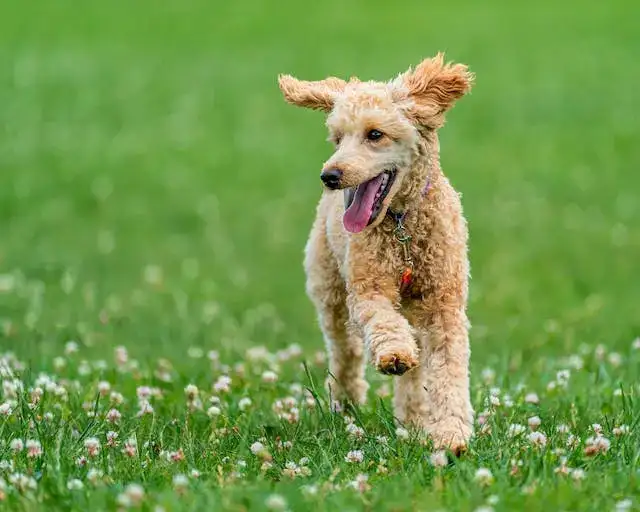 Top 10 Reasons to Fall in Love with Poodles
