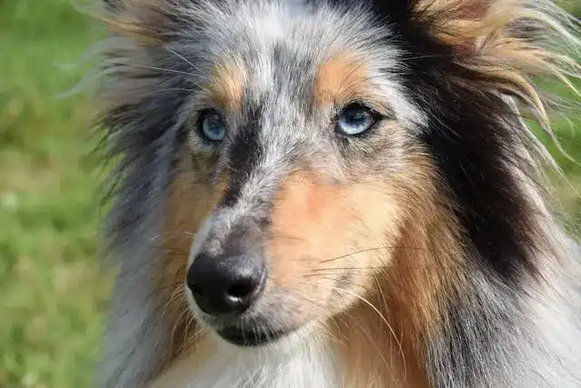 Raising a Rough Collie: Essential Tips for New Owners