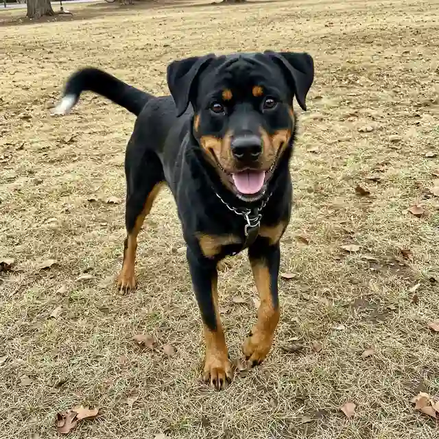 Rottweiler Border Collie Mix
