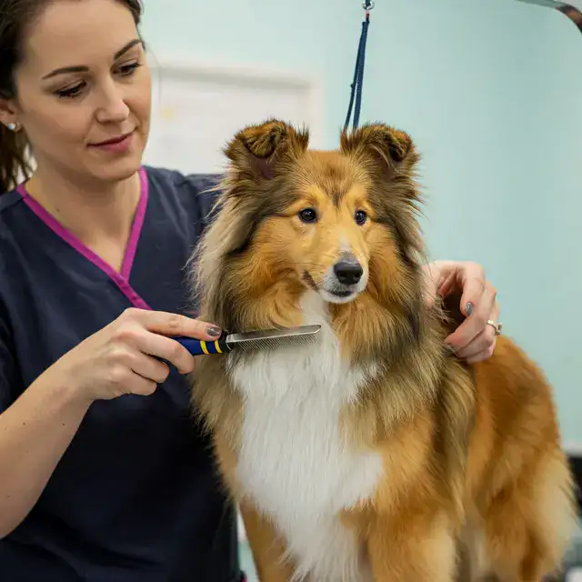 sheltie brushing double coat