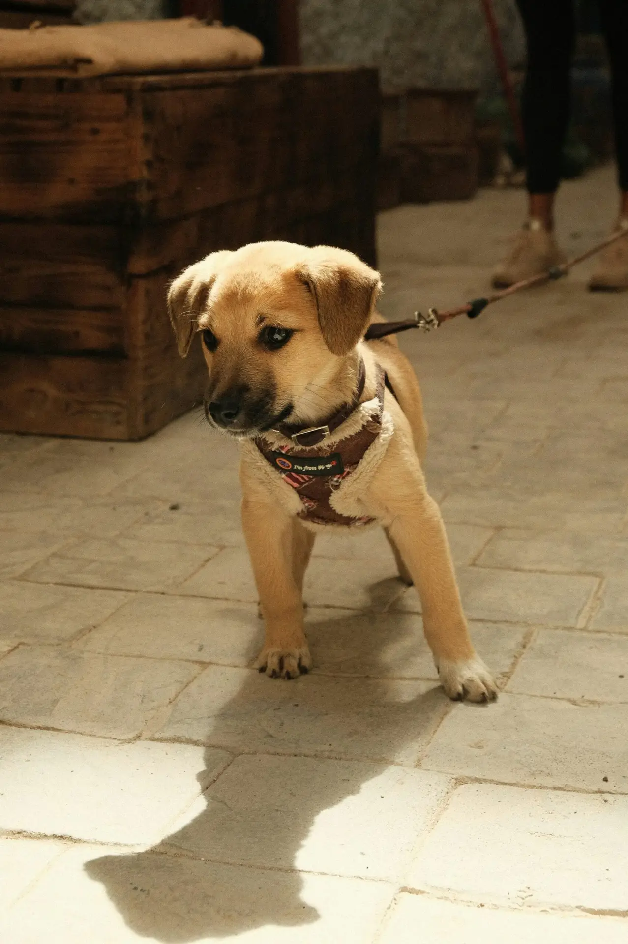A Slice of the Pie: The Truth About Apples and Dogs