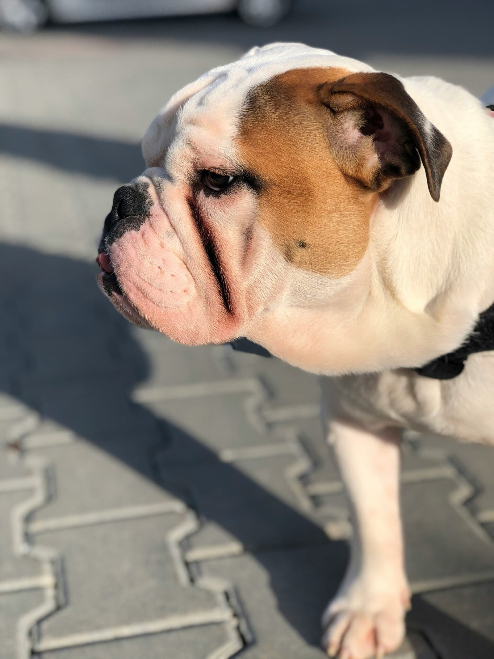 Understanding the Lifespan of French Bulldogs: What You Need to Know 7 Understanding the Lifespan of French Bulldogs: What You Need to Know