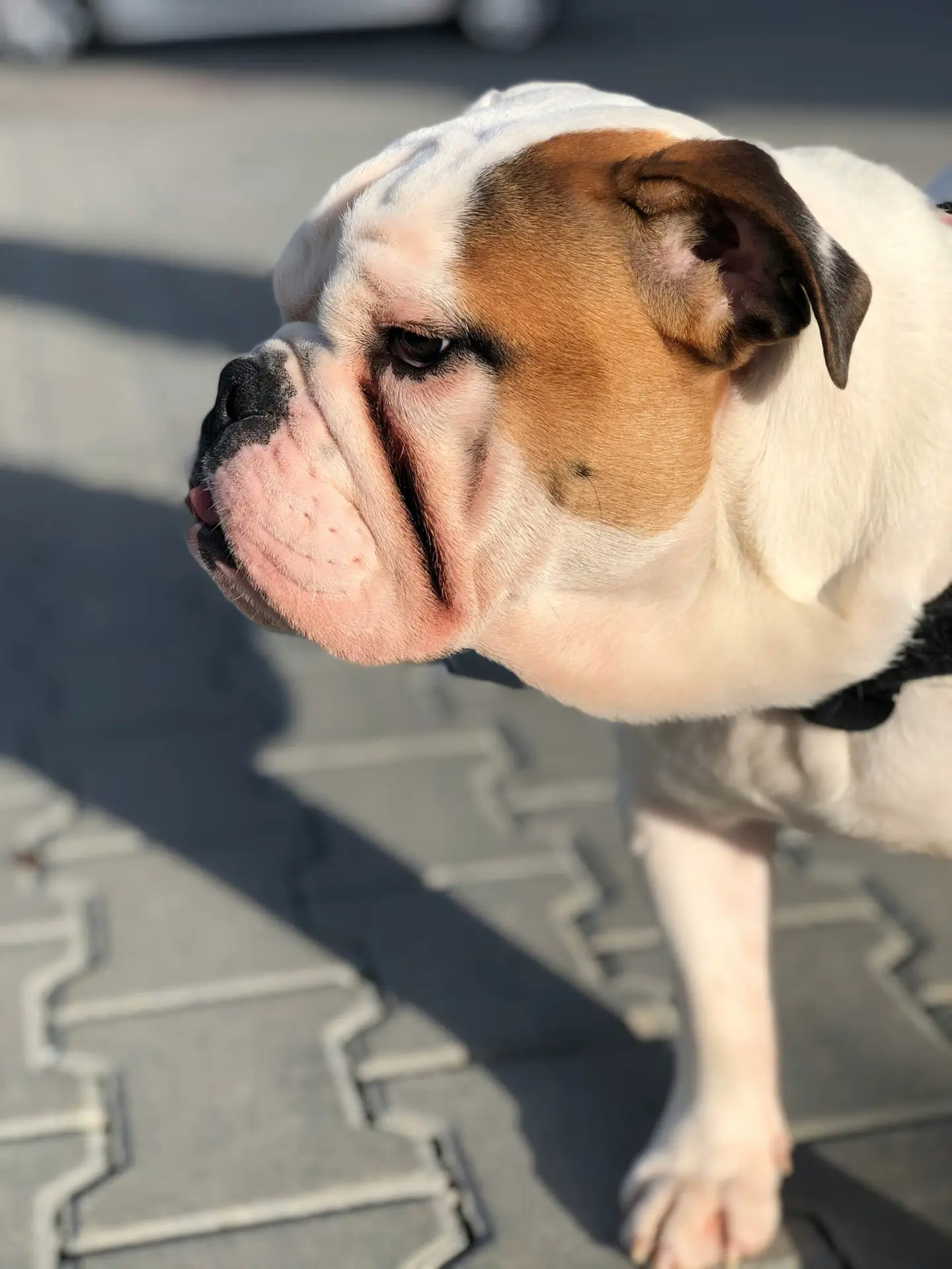 Understanding the Lifespan of French Bulldogs: What You Need to Know