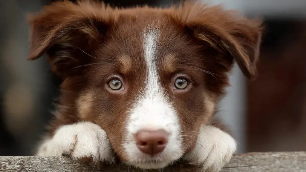 Red chocolate Border Collie with deep liver brown coat, classic white Irish spotting blaze collar chest and legs, showcasing warm brown tones and lighter eye accents in Border Collie color variations