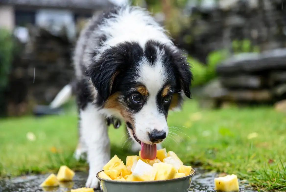 Can Dogs Eat Pineapple? The Truth About This Tropical Treat