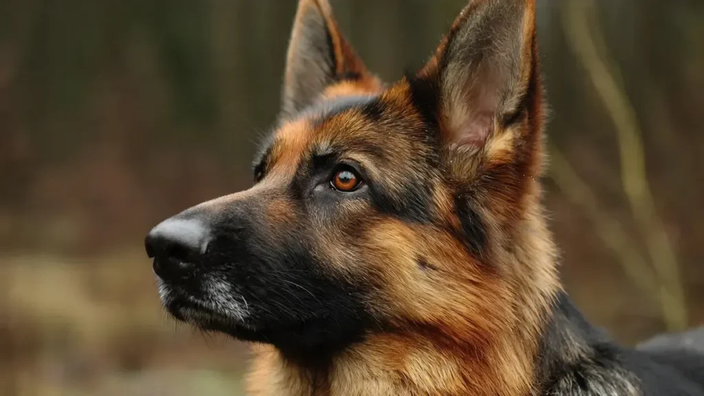 Typical German Shepherd temperament: Loyal, intelligent, and protective dog sitting alertly with family, showcasing their Velcro dog personality and working breed traits.