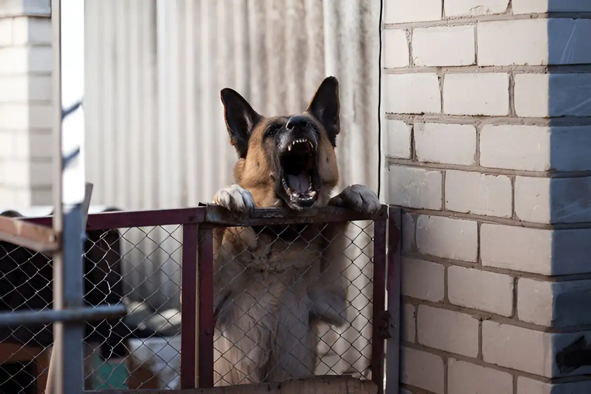 9 Expert Tips to Prevent Excessive Barking and Biting in Dogs