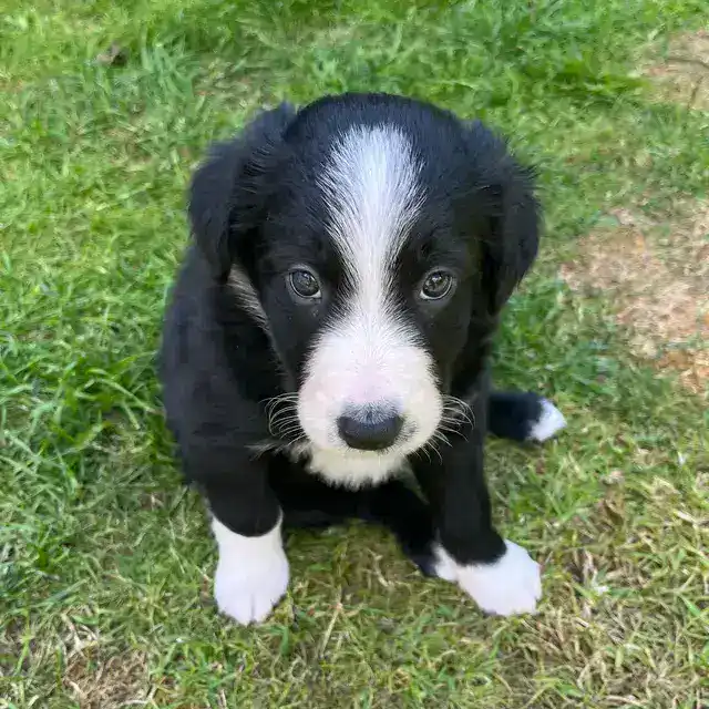 Meet the Pack: Our Love Affair with All Things Dog 3 Border Collie Puppy Junior Barker