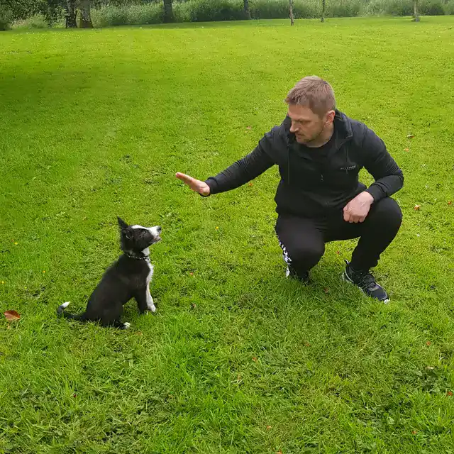 Meet the Pack: Our Love Affair with All Things Dog 6 Border Collie Puppy Lexi Training