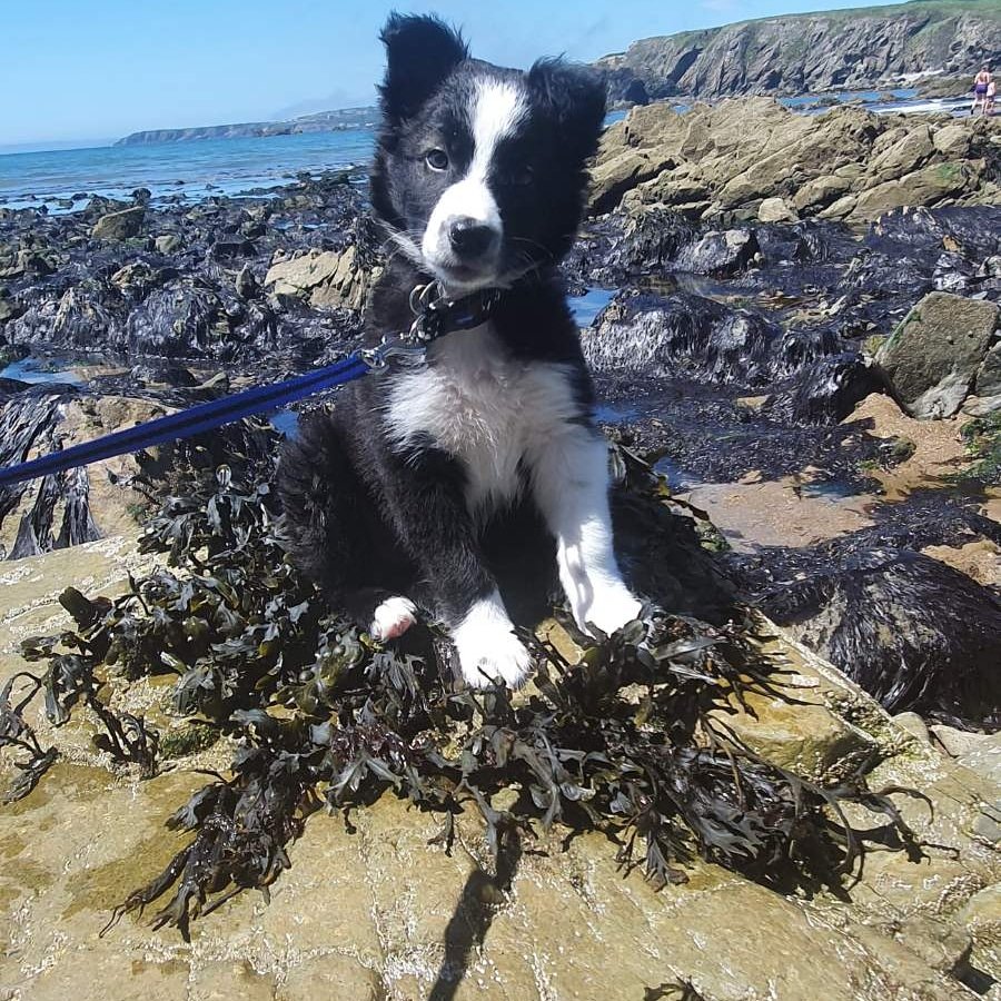 Meet the Pack: Our Love Affair with All Things Dog 4 Lexi as a puppy—Life at Her Paw origin story