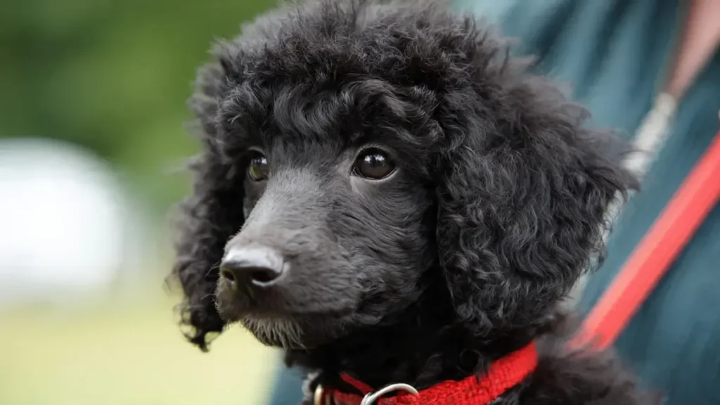 A Poodle engaging in obedience training and solving a puzzle toy, showcasing their high intelligence, trainability, and eagerness to learn for first-time owners in 2026.