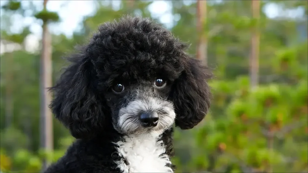 A Miniature Poodle sitting comfortably on a cozy apartment couch, showcasing their adaptability to small spaces and urban lifestyles for first-time dog owners in 2026.