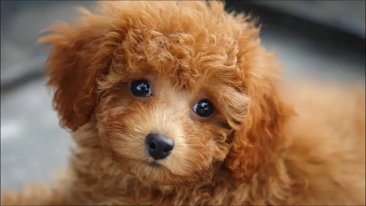 Are Poodles Good for First-Time Owners? Size, Costs, Intelligence & Lifestyle Guide (2026)