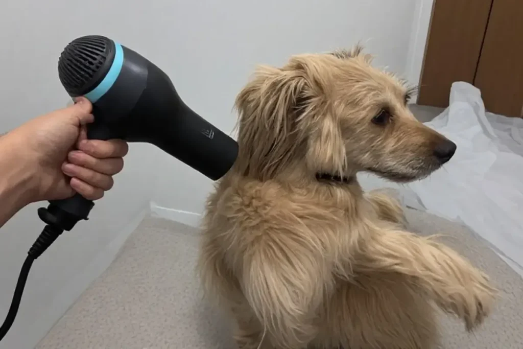 A step-by-step demonstration of line brushing technique on a long-haired dog, showing how to lift the fur and brush from the skin outward to prevent mats